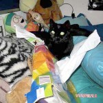 Poes japie 09-05-2010